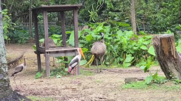 Jeřábi Emus Otevřeném Prostoru Zoo — Stock video