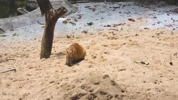 Leuke Capybara Rustend Een Zandgebied — Stockvideo