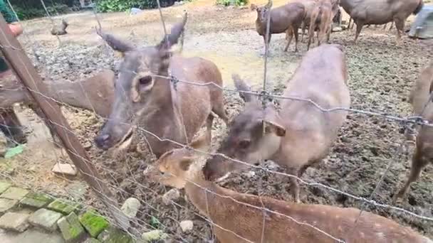 Deer Being Fed Zookeeper Malaysian — Stock video