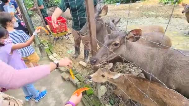 Rotwild Wird Gefüttert Und Gefressen — Stockvideo