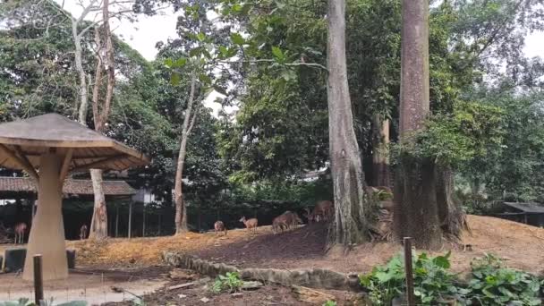 Ciervos Comiendo Plantas Descansando Zoológico Malasia — Vídeo de stock