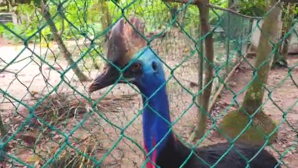 Cassowary Doble Wattle Caminando Área Del Zoológico — Vídeos de Stock