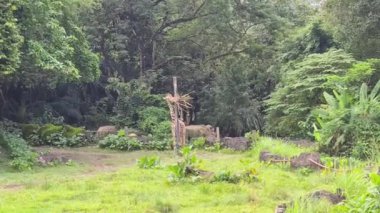 Hayvanat bahçesindeki zürafa bir sürü dal yiyor.