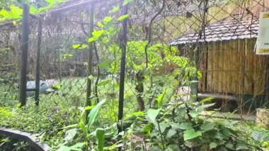 Malezya Hayvanat Bahçesinde Çitli Yeşil Alan