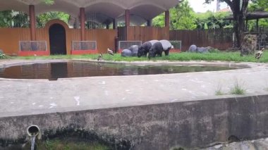 Göl kenarında Çimen Yiyen Tapir Grubu