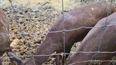 Domuz Geyiği Malezya Hayvanat Bahçesinde Besleniyor.