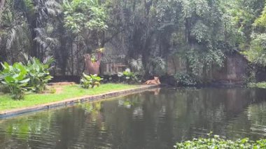 Malezya Hayvanat Bahçesinde Aslan Uzanıyor