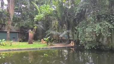 Aslanlar Malezya Hayvanat Bahçesinde Dinleniyor.