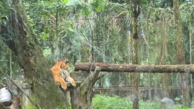 Soyulmuş Kaplan Malezya Hayvanat Bahçesinde Dinleniyor.