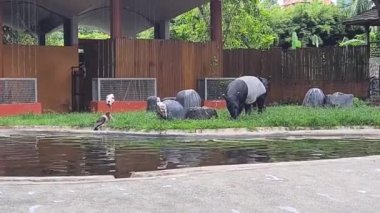 Tapirler ve Turnalar Hayvanat Bahçesinde Bir Havuz Alanında