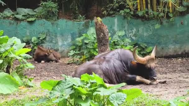 Indický Gaur Odpočívá Malajské Zoologické Zahradě — Stock video