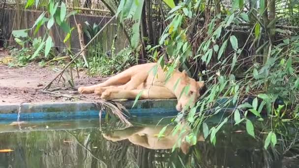 Lvice Pitná Voda Jezera Zoo — Stock video