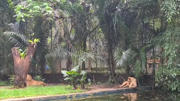 Lejon Som Vilar Ett Malaysiskt Zoo — Stockvideo