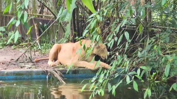 Lionne Avec Une Cicatrice Sur Bras Reposant — Video