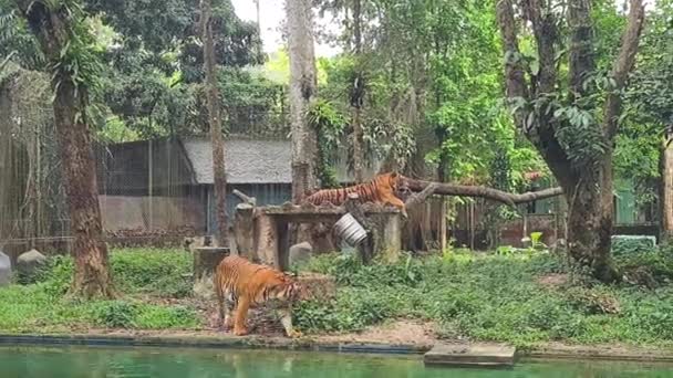 Stripped Tigers Resting Malaysian Zoo — Stock video
