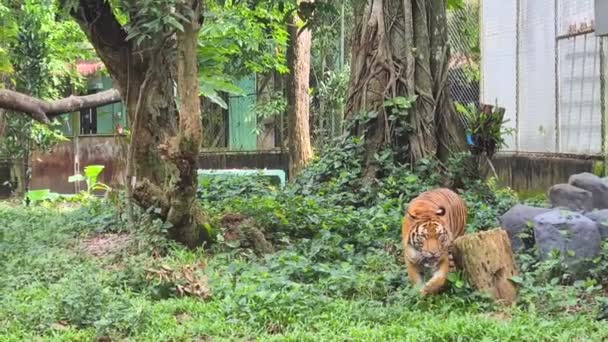 マレーシア動物園でのストリップタイガーウォーキング — ストック動画