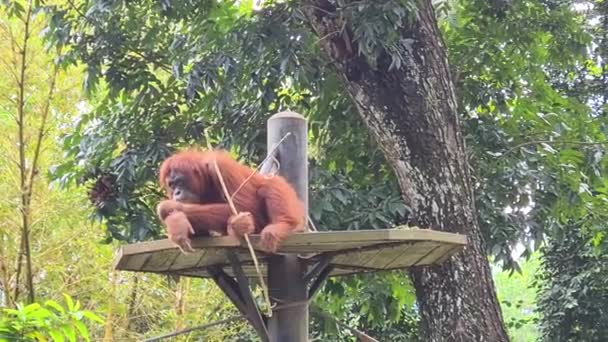 Sumatra Orangután Sentado Pedestal Comiendo — Vídeos de Stock