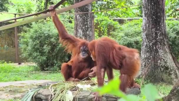 Sumatran Orangutans Eating Vegetables Zoo — Stock Video