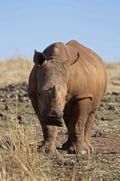 Genç Beyaz rhinocerus — Stok fotoğraf