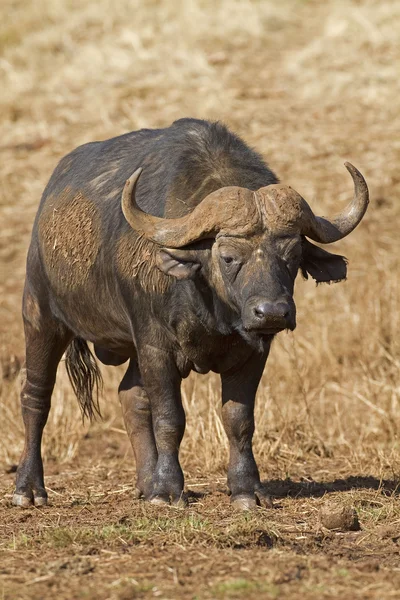 Buffalo Bull caminando en pastizales —  Fotos de Stock