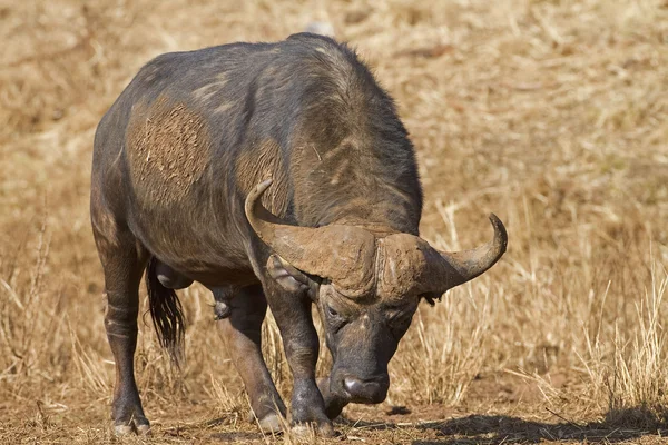 Buffalo Bull walking in grassland — Stock Photo, Image