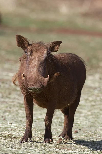 Främre närbild av ett vårtsvin — Stockfoto