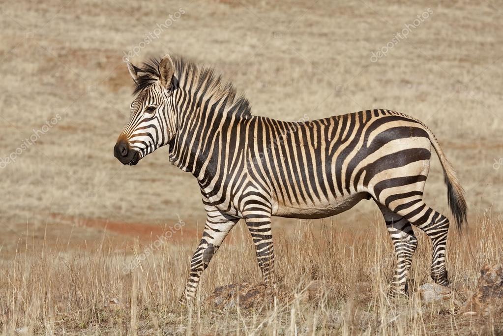 Endangered Cape Mountain Zebra — Stock Photo © gddevries #13178687