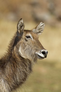 waterbuck portresi