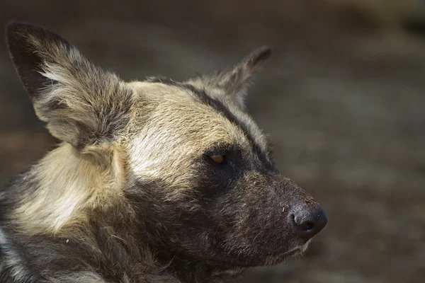 Perro salvaje africano — Foto de Stock