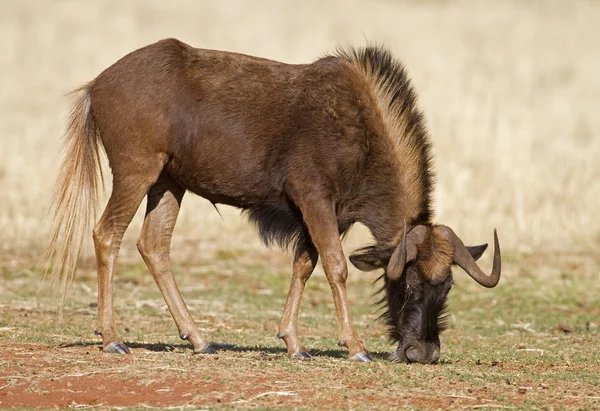 Siyah wildebeest — Stok fotoğraf