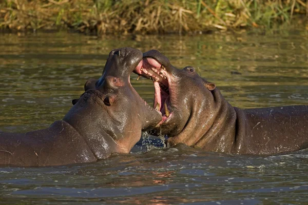 Twee gevechten nijlpaarden — Stockfoto
