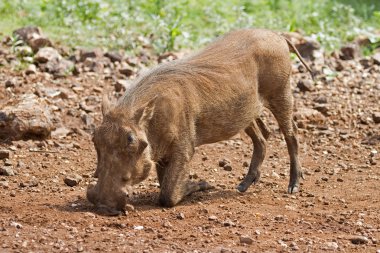 yiyecek için warthog yakın çekim yan görünüm