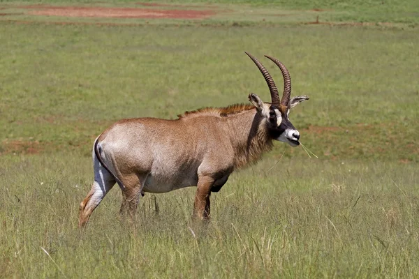 Роан антилопа, стоящая в зеленом лугу — стоковое фото