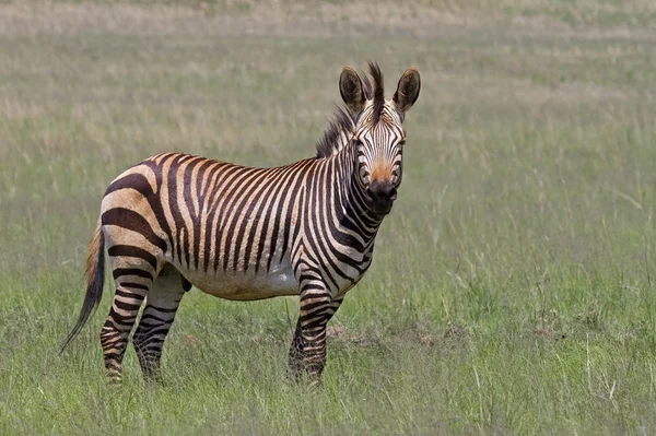 Zagrożonych zielonego góra zebra stojący w zielonej łąki — Zdjęcie stockowe