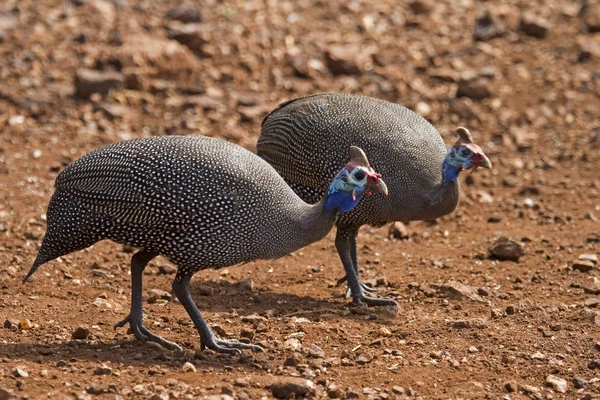 Zwei Perlhühner auf Nahrungssuche — Stockfoto