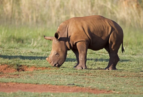 Jonge witte rhinocerus grazen op korte groene gras — Stockfoto