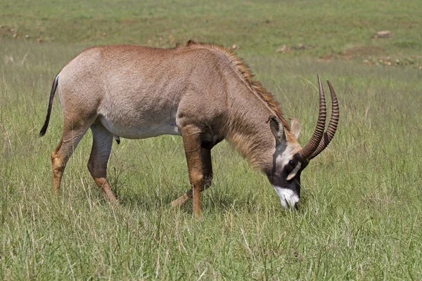 Antartico pascolo antilope in prati verdi — Foto Stock