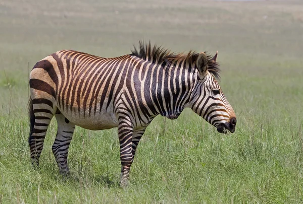 Montanha do Cabo ameaçada Zebra em pé em prados verdes — Fotografia de Stock