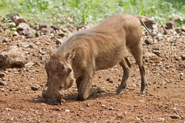 Närbild sidoutsikt över en warthog söker efter mat — Stockfoto