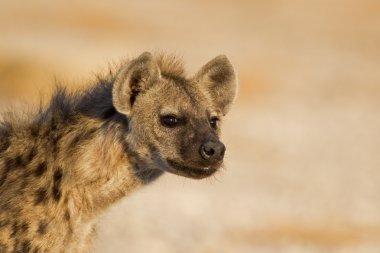 Portrait of Spotted Hyena clipart