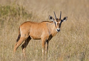Oryx buzağı