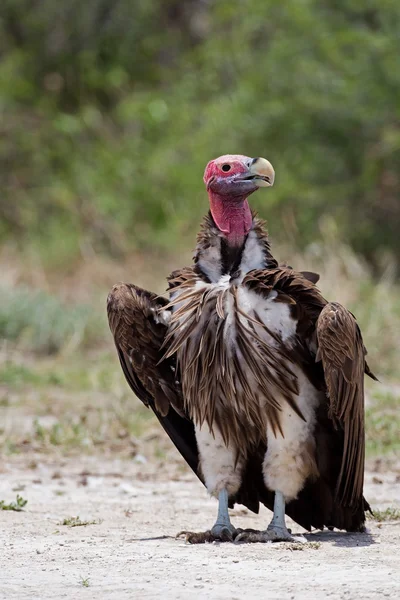 Gros plan sur le vautour à face de lappet — Photo