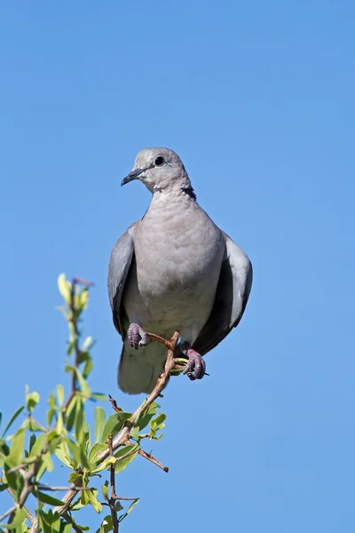 枝に腰掛け岬カメ鳩 — ストック写真