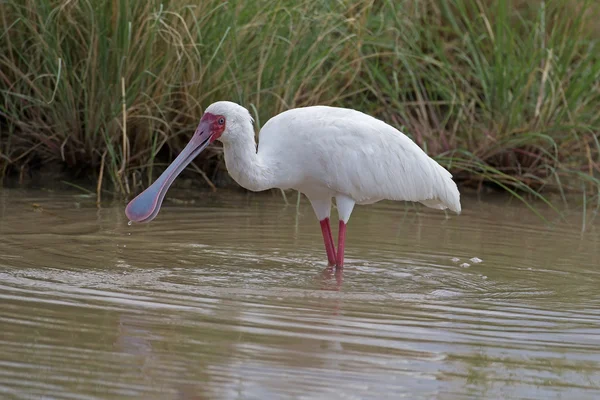 Cuillère africaine pataugeant en eau peu profonde — Photo