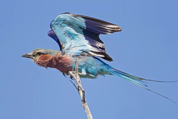 Lilac-breasted roller — Stock Photo, Image