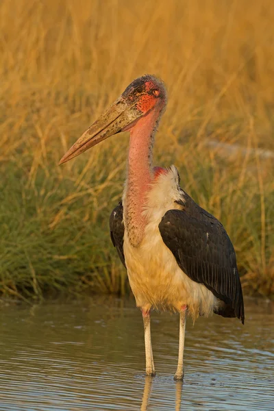 Marabou stork stående i grunt vatten — Stockfoto