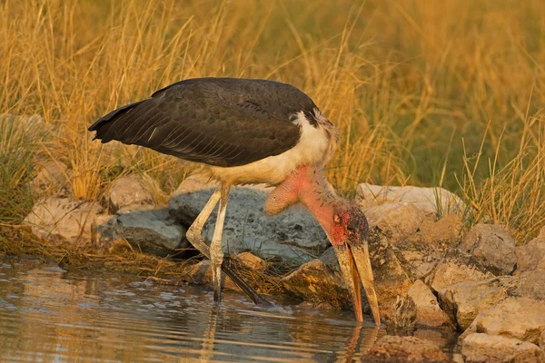 Marabou stork vada i grunt vatten — Stockfoto
