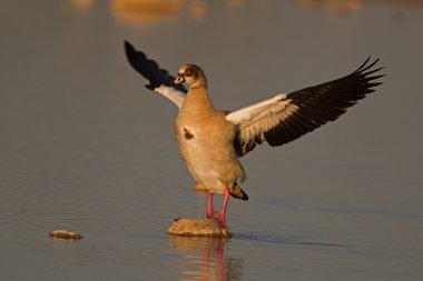 Mısır kaz ayakta taşla kanatları açın