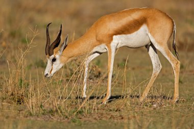 springbok çim alanlı yürüyüş yakın çekim
