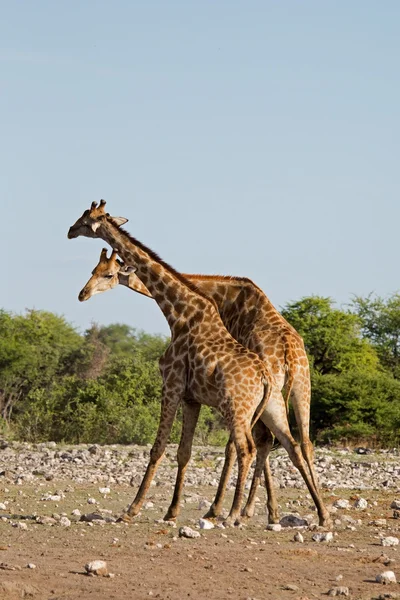 Two male Giraffes fighting — Stock Photo, Image